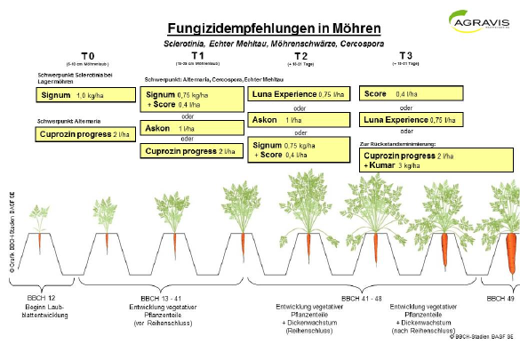 Fungizide Möhren